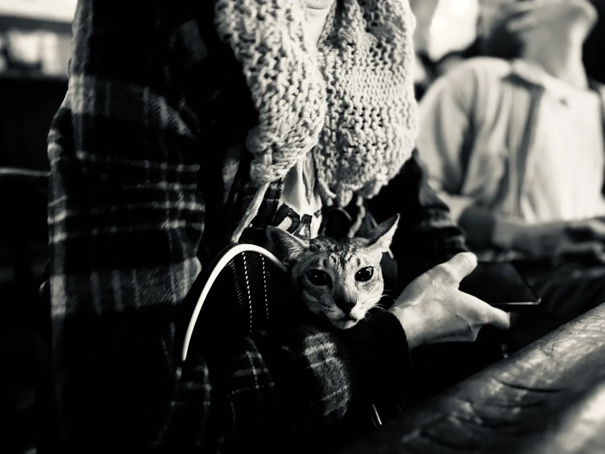 Untitled (The Cat), black and white photograph by Mathieu: a cat peering out of a bag at a bar rail